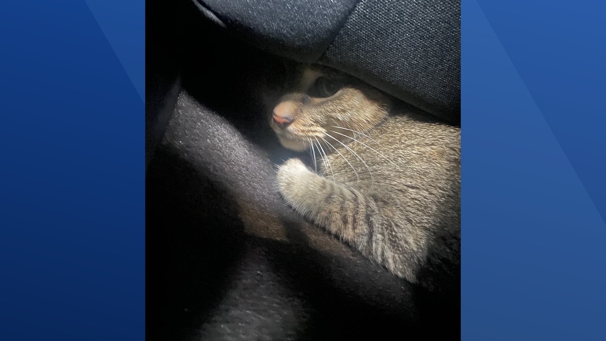 Milton storm coverage leads to heartwarming rescue by DC Bureau team