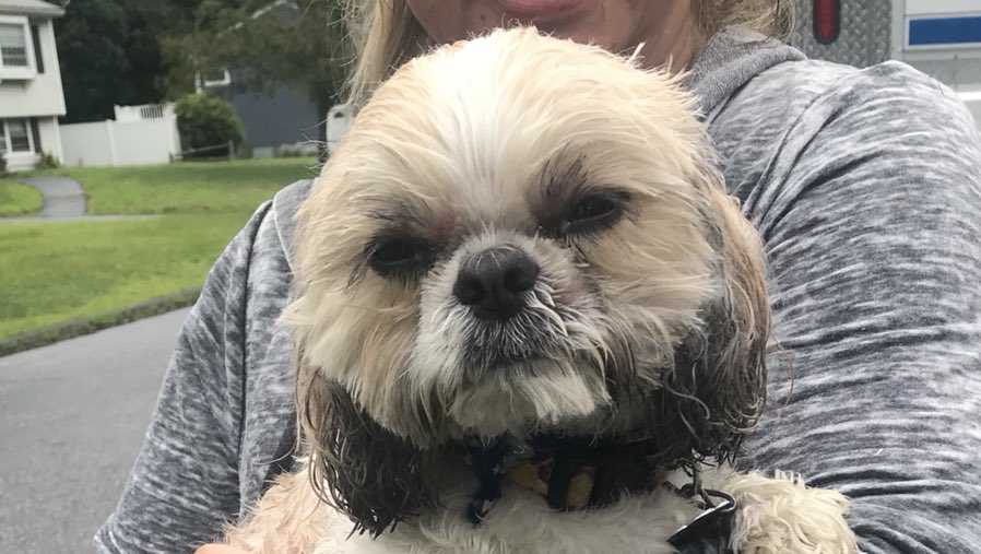 Dog that went missing in Billerica during thunderstorm back home safe(02)