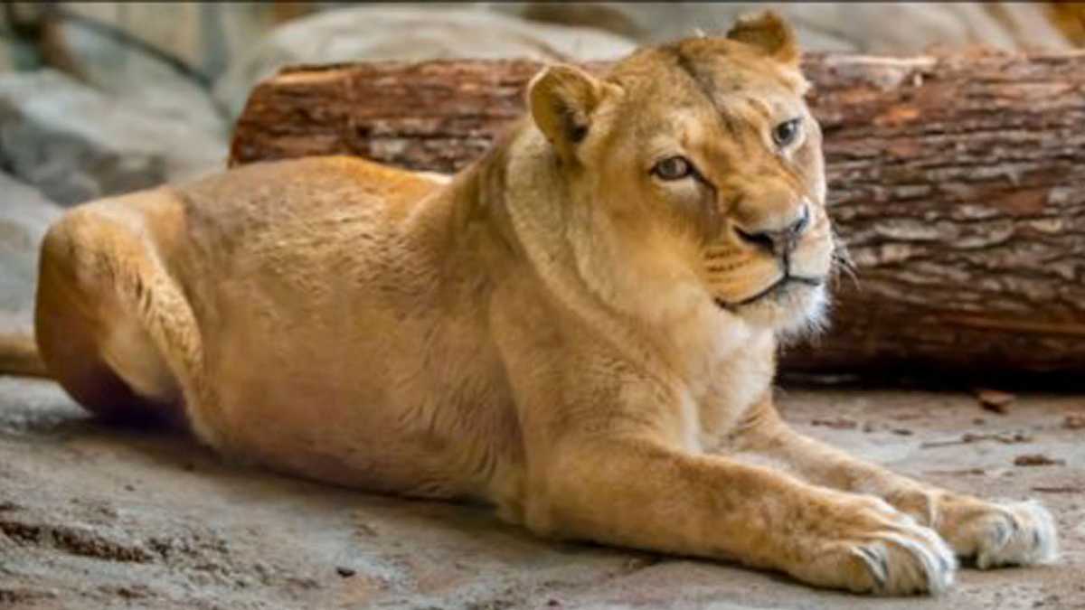 Milwaukee County Zoo announces death of African lion