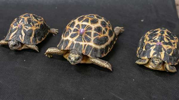 Cincinnati Zoo has a new species of critically endangered mini tortoises