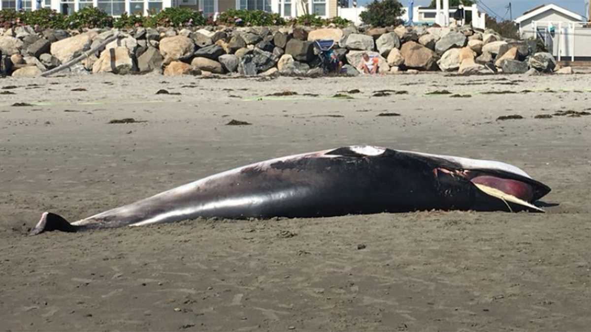 Dead minke whale washes ashore on Jenness Beach