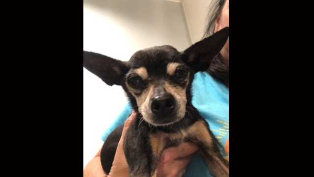 South Carolina: Upstate animal control officer fired over lost dog - Vimarsana News