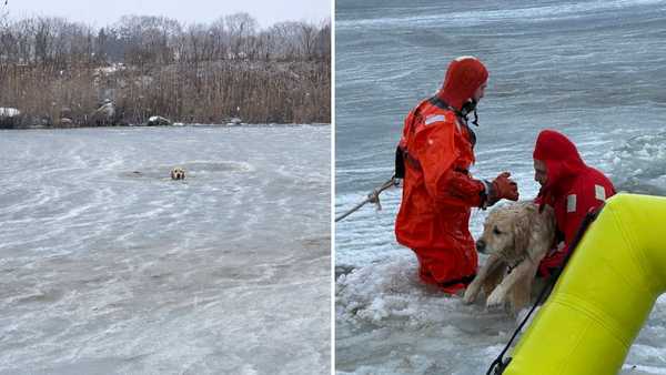 misquamicut dog water rescue