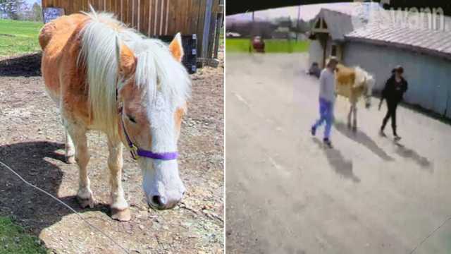 Have you seen Tango? Police in Vermont search for missing horse - Vimarsana News