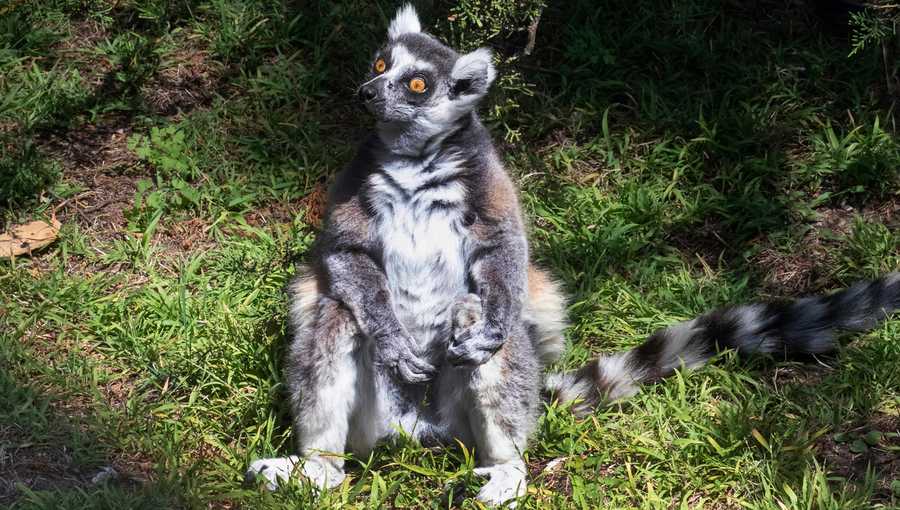 This undated photo provided by the San Francisco Police, courtesy of the San Francisco Zoo, shows a missing lemur named Maki.