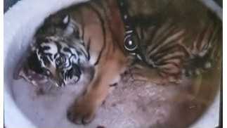 Game and Fish officers search for missing tiger in New Mexico - KOAT New Mexico
