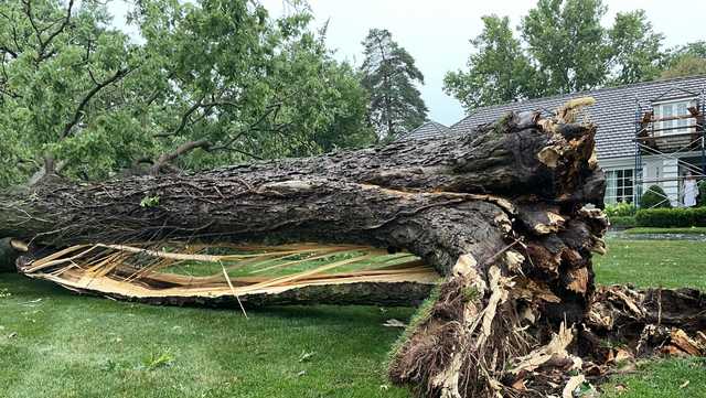 Worst tree damage reported in Kansas City in years - Vimarsana News