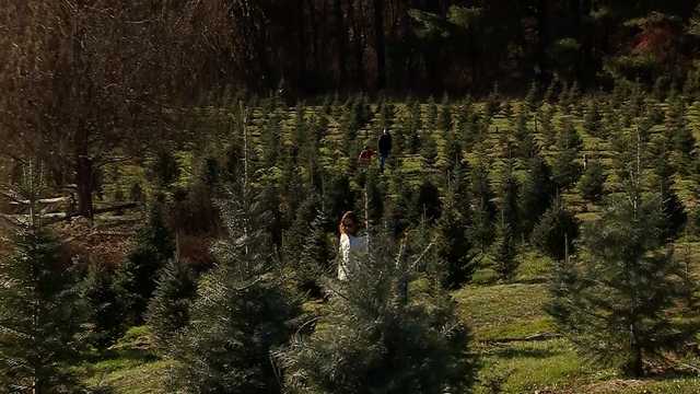 Massachusetts Christmas tree farm already seeing surge in sales - Vimarsana News