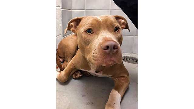 BARCS needs donations to help stray dog stabbed 11 times