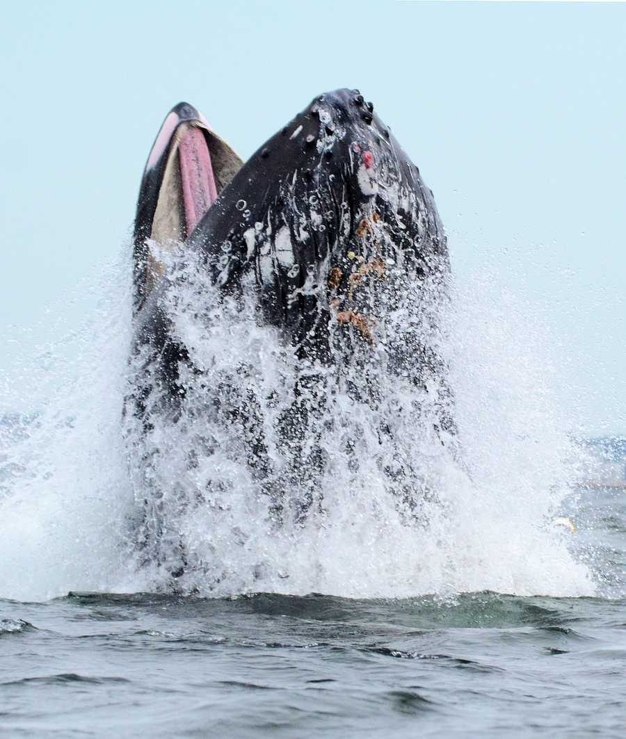 Couple snaps once-in-a-lifetime photos of humpback whale