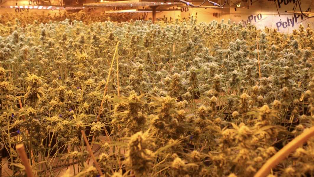 Oklahoma Bureau of Narcotics shuts down illegal marijuana farms