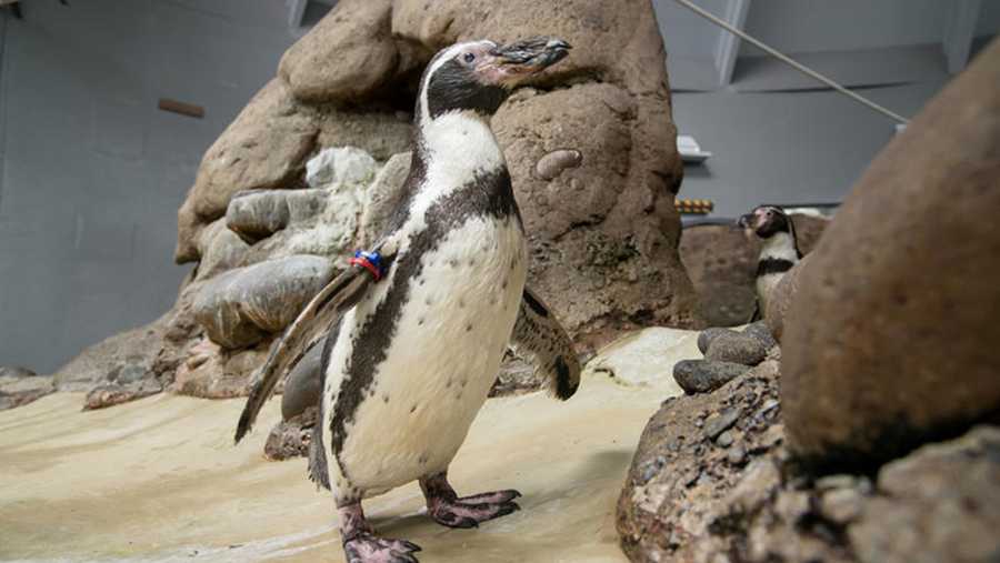 The world lost one of its oldest penguins at the Oregon Zoo. Mochica was 31.