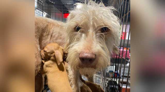 Mother dog, 8 puppies abandoned at Florida construction site