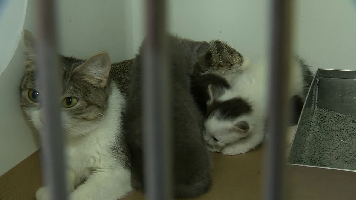 ARL Takes in More Than 75 Cats from Overcrowding Situations - Animal Rescue  League of Boston