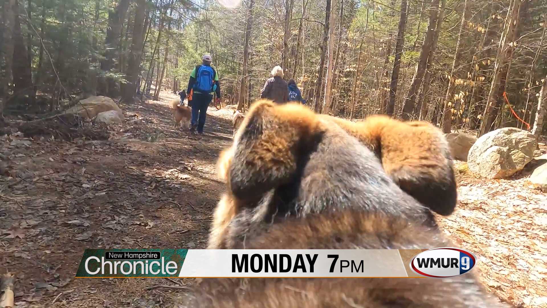 Monday on NH Chronicle: Fun Dog Activities - Vimarsana News