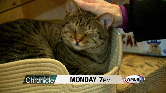 Monday on NH Chronicle: Cat Café - Vimarsana News