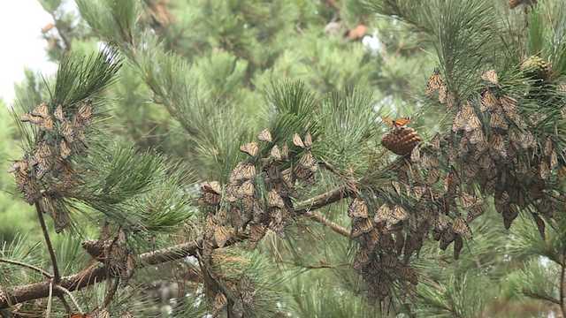 Pacific Grove sees thousands more monarchs this year compared to 2020 - Vimarsana News
