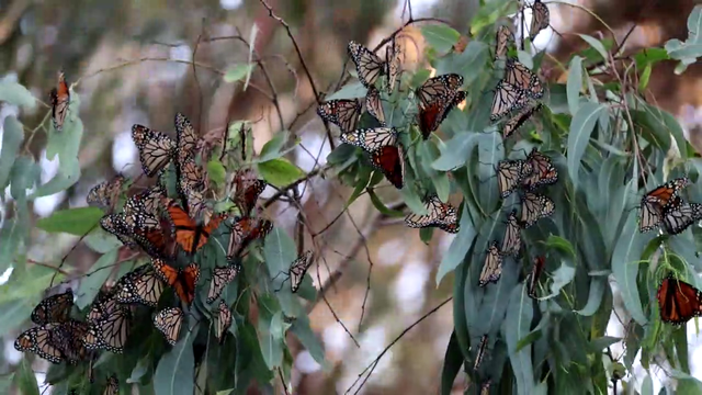 247,000 monarch butterflies counted in the west in historic year - Vimarsana News