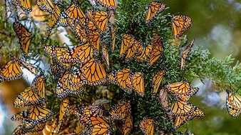 Monarch butterflies classified as endangered, closer to extinction - Vimarsana News