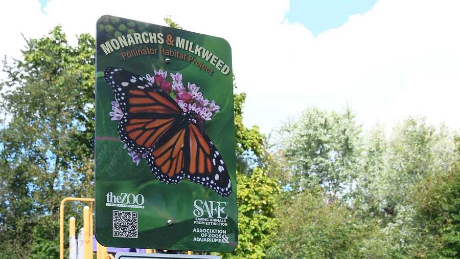 monarchs and milkweed