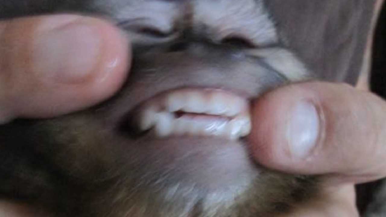 Monkey in high chair bites 8-year-old boy at restaurant - WPBF