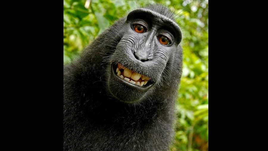 Monkey that took selfie named 'Person of the Year' by PETA | The  Independent | The Independent