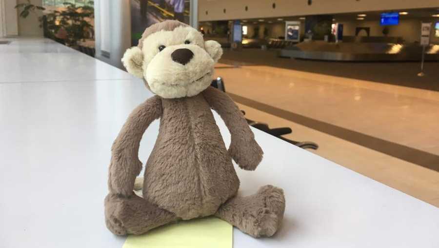 lost monkey at airport 