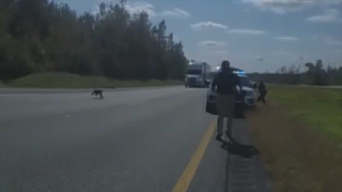 Body camera video shows response to Mississippi monkey escape