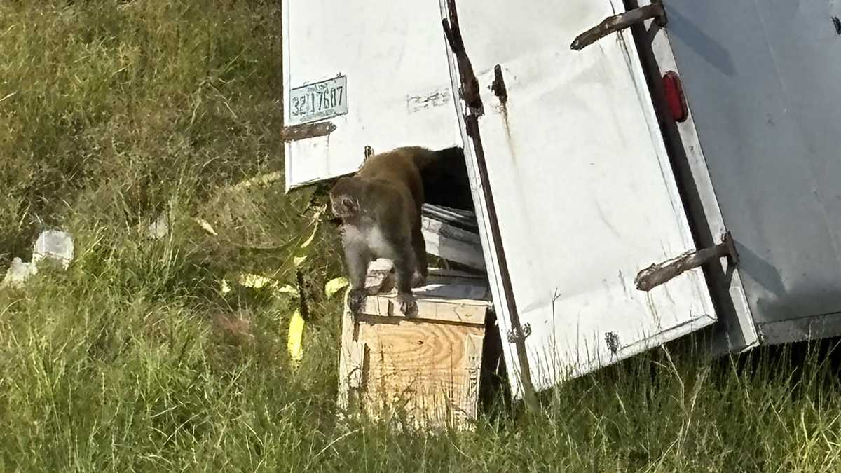 21 Monkeys Involved in Mississippi Truck Overturn