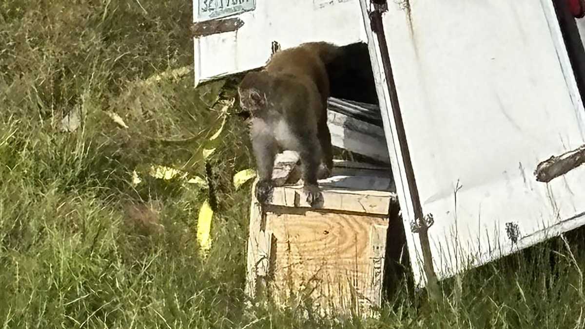 Mississippi officials hunt for loose monkeys after crash
