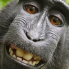Monkey selfie and a rasta Insta pic offer lessons in fair use