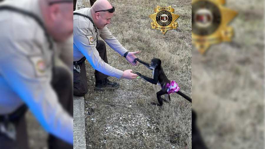 Escaped spider monkey in tutu captured before Missouri storm