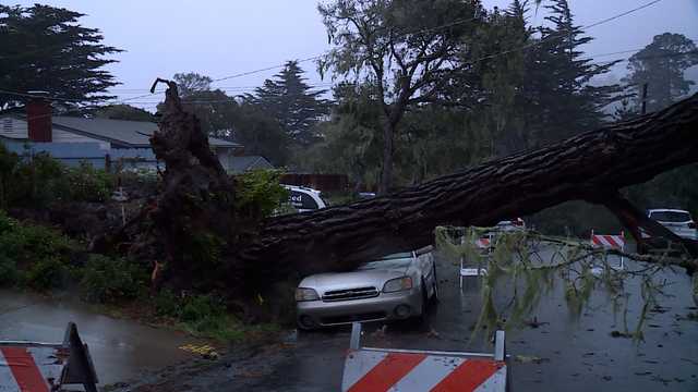 Large tree falls on Monterey home, slamming into powerlines - Vimarsana News