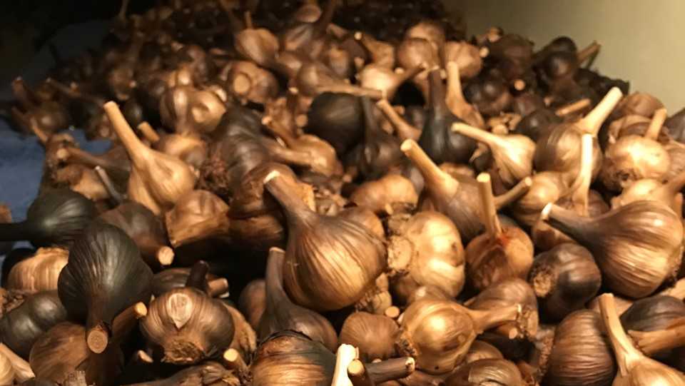NH Chronicle: Harvesting with Granite State garlic growers - Vimarsana News
