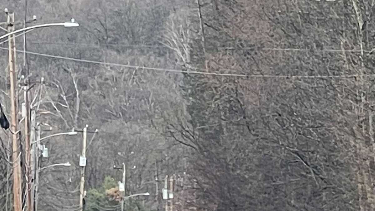 Tree knocks down utility poles; Hundreds without power in Moon Township