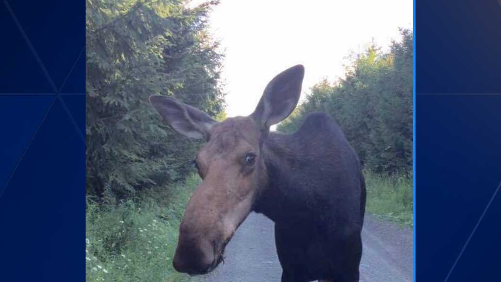 Maine police officer has close encounter with moose