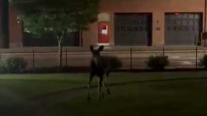 Watch a moose take a stroll through a park in Auburn