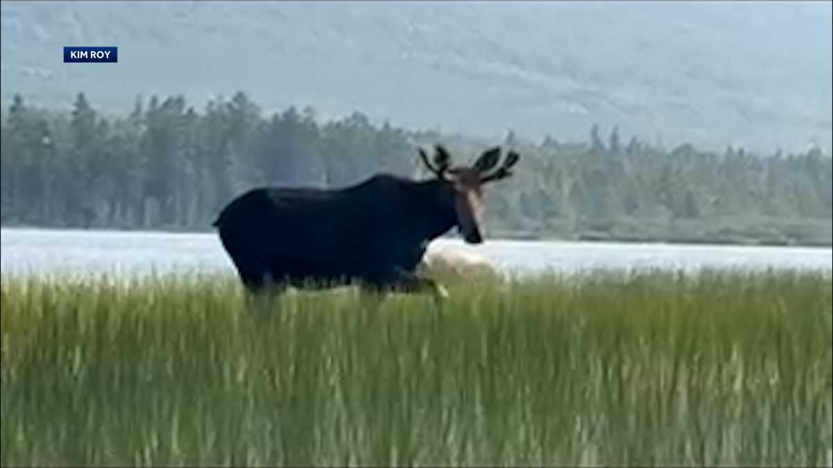 What a sight! Maine woman captures close encounter with a moose