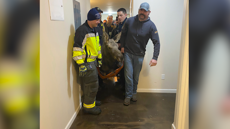 In this image provided by Central Emergency Services for the Kenai Peninsula Borough, firefighters from Central Emergency Services with personnel from the Alaska Wildlife Troopers and Alaska Department of Fish and Game help carry a moose out of a house after it had fallen through a window well at a home in Soldotna, Alaska, on Sunday, Nov. 20, 2022.