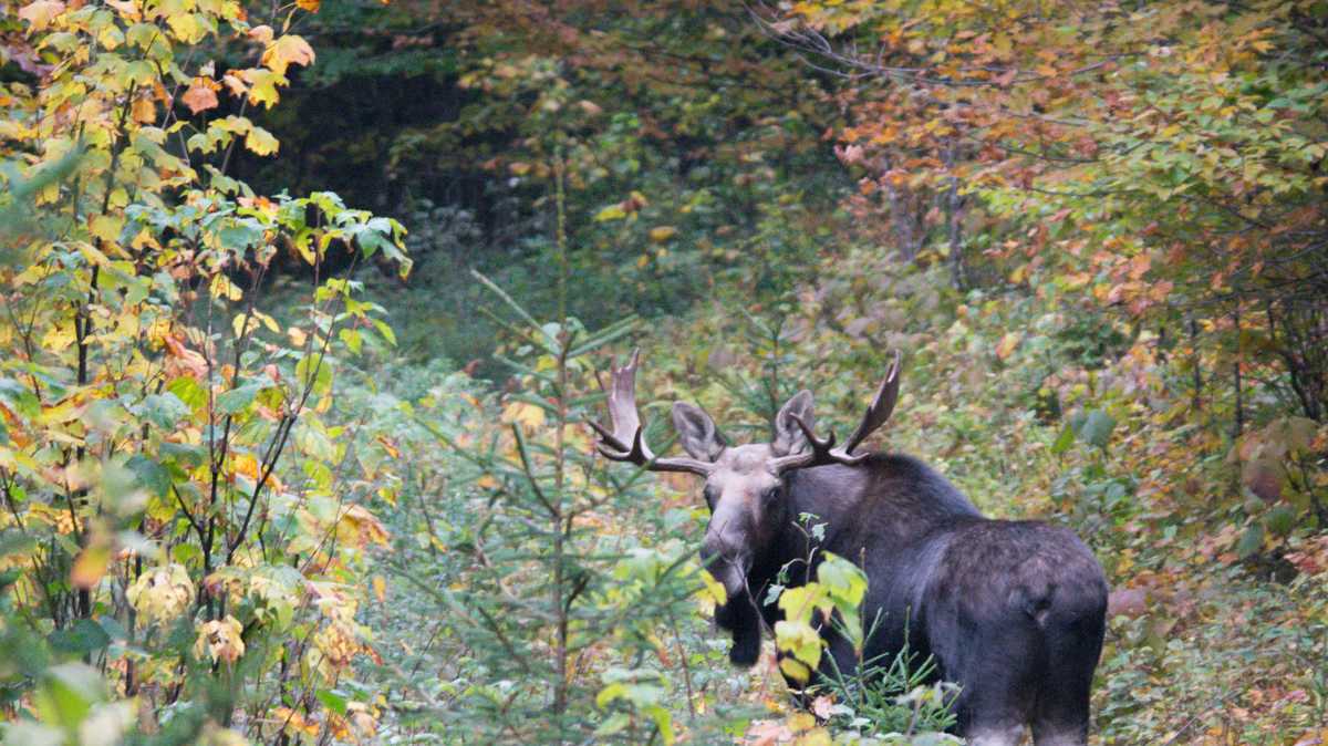 Are you a winner? Vermont's moose hunting permits drawn