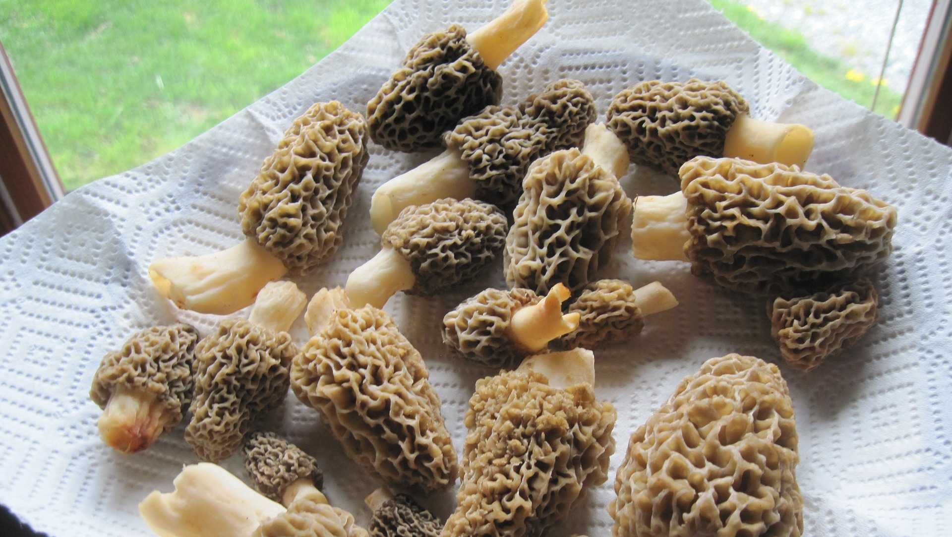 Missouri’s morel mushroom season may be ‘epic’