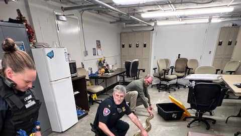 New Orleans officials remove large snakes from French Quarter