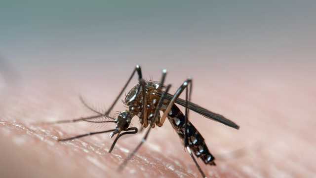 Country's first-ever release of genetically modified mosquitoes begins in Florida Keys - Vimarsana News