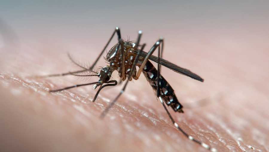 The yellow fever mosquito can spread dengue fever, chikungunya, Zika fever and other diseases.
