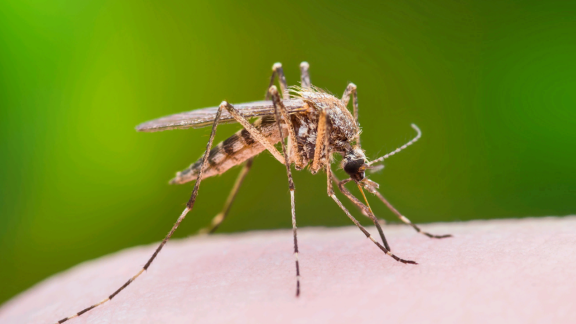Mosquito spraying scheduled in Cumberland County to address West Nile virus
