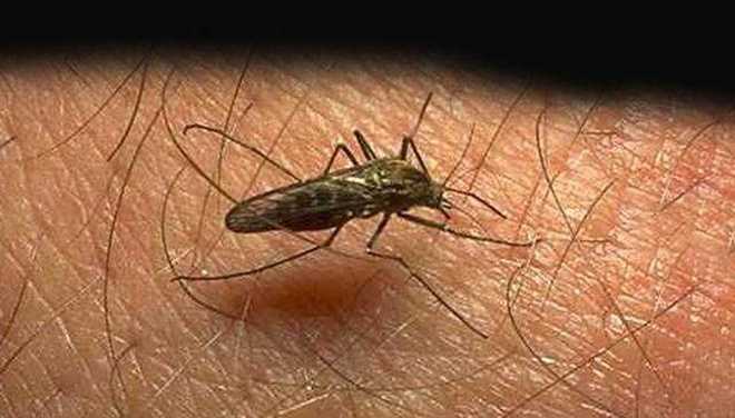 Unfastened mosquito prevention, keep watch over introduced after Greenville ranks twenty ninth most-infested town