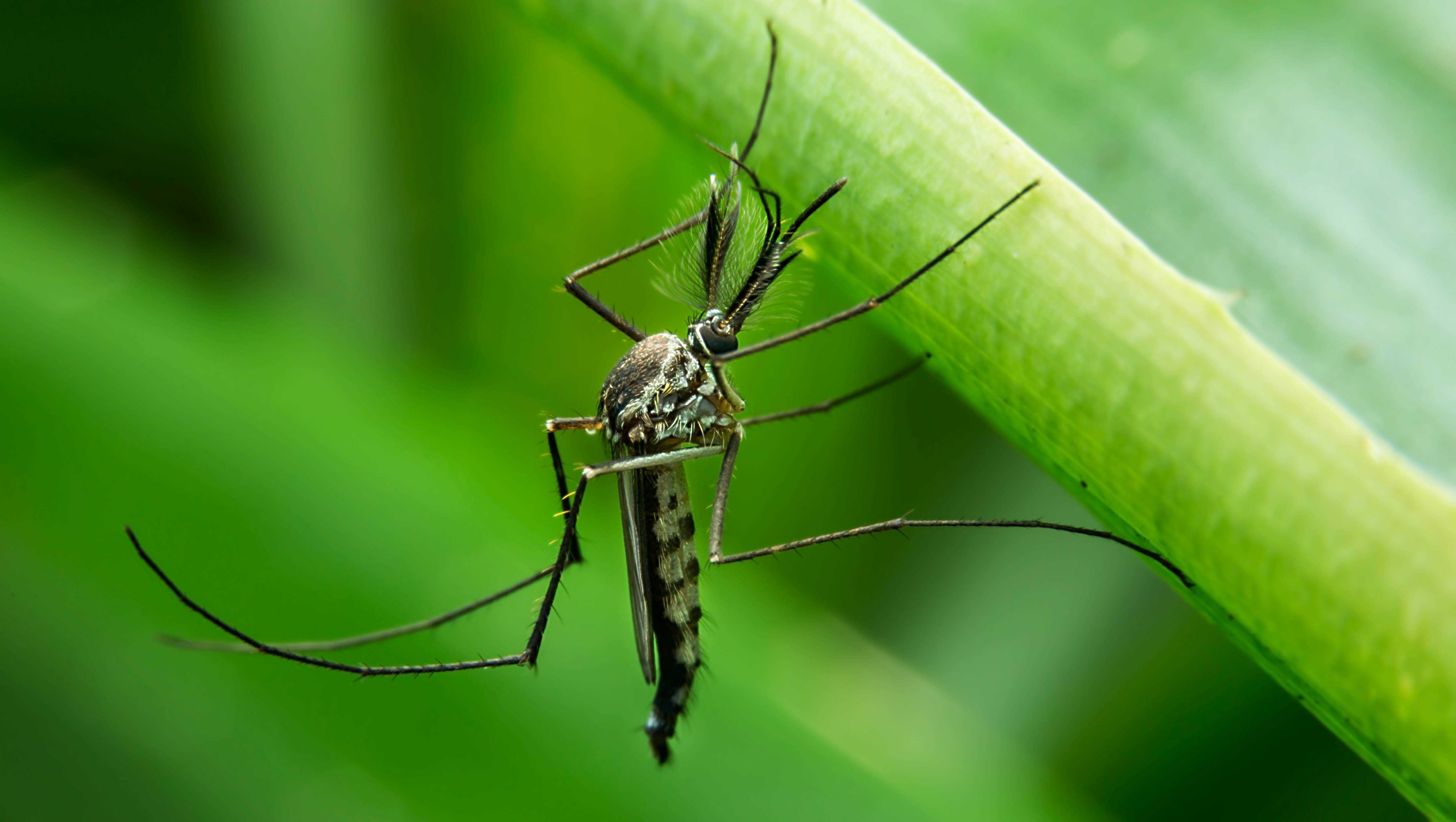 Mosquitos with West Nile virus detected in Ames - Vimarsana News