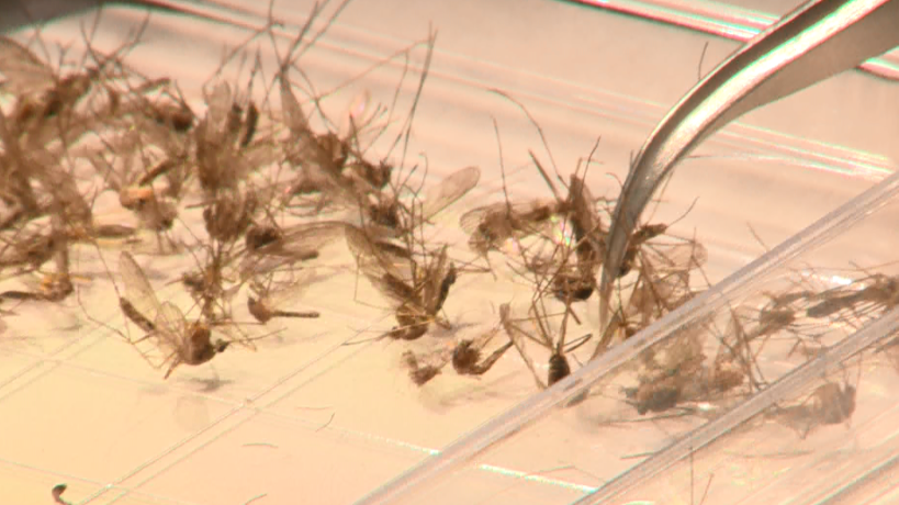 West Nile Virus Tests Prompt Spraying In Sacramento, Elk Grove