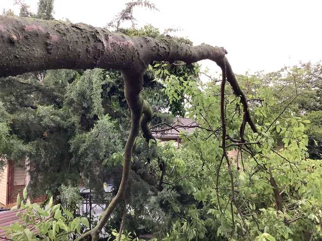 A viewer shared a photo of a fallen tree in Mount Joy, Lancaster County.  Spectators said the tree, which fell in their backyard, was one of the tallest in the area. ﻿