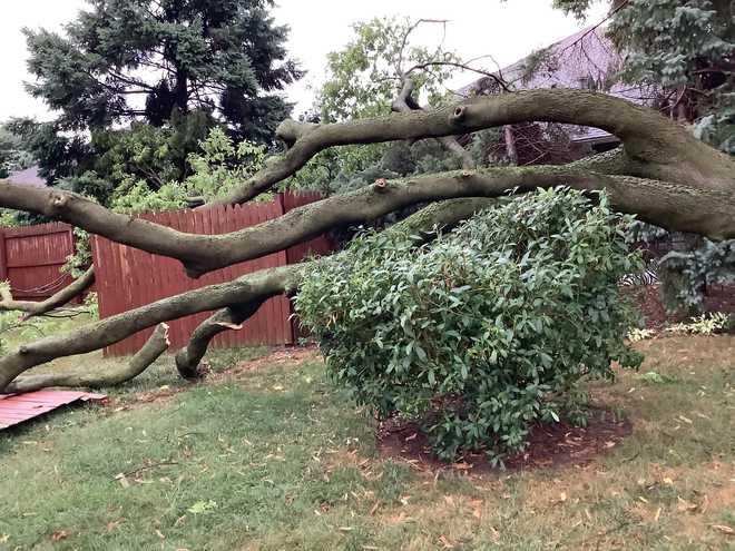 A viewer shared a photo of a fallen tree in Mount Joy, Lancaster County.  Spectators said the tree, which fell in their backyard, was one of the tallest in the area. ﻿